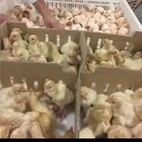 توزیع جوجه گوشتی راس و محلی