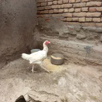 یک عدد مرغ لاری