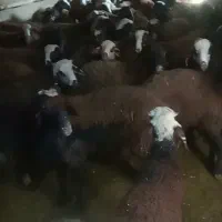 خریدوفروش گوسفند