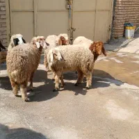 ۱۷۰۰|حیوانات مزرعه|اهواز, اهواز|دیوار