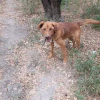 سگ نر نگهبان دورگ پیتپول