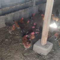 مرغ محلی تخم گذار