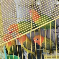 لاو برد (طوطی برزیلی)