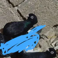 یک جفت زاغ