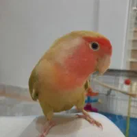 طوطی برزیلی ماده سخنگو