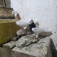 ی جفت طوقی خوب