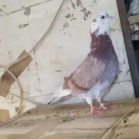 کبوتر پرش.هما ماده.ازبلندی گرفتم