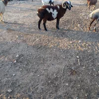 گوسفند