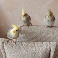 جوجه ۱ ماه ونیم عروس هلندی  دستی