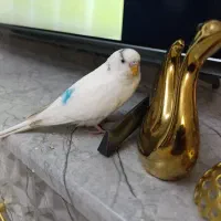 نیازمند مرغ عشق ماده