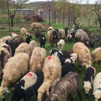 میش با بره