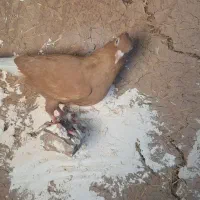 کبوتر