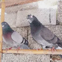کبوتر تضمینی نر قلمه پارسال و کهنه نر گنجه دریک