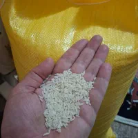 برنج هاشمی رویش مجدد(نوج)