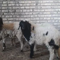 بره