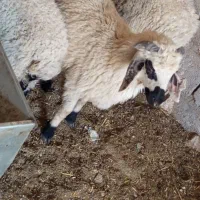 بره نر یک عدد هست عکس همین بره هم گرفتم