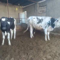 تلیسه آبستن