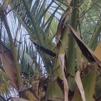 نخل|گل و گیاه طبیعی|خوش‌رودپی, |دیوار