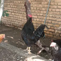 مرغ خروس
