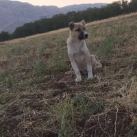 توله سگ فرهاد. متنو بخانن