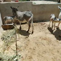 فروش الاغ کره دار شیر ده