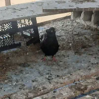 سینه سیاه دم قهویی هر ۲ ماده