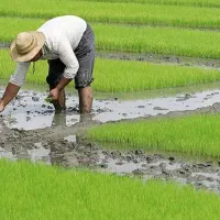 نشاء کار هستیم