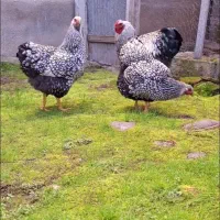 جوجه ویاندوت سیلور