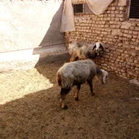 میش