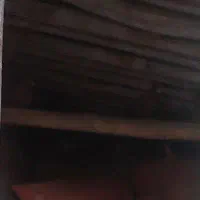 حیوانات