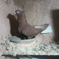 کفتر