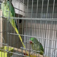 خانم جهت کار در سالن پرورش طوطیسانان