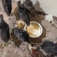 شیش عدد بوقلمون ۳ ماهه