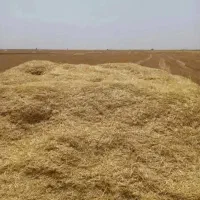 کاه دیم گندم