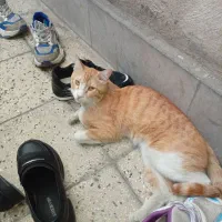 گربه خانگی دست اموز اموزش دیده