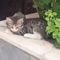گربه|گربه|زنجان, |دیوار