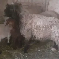 میش وبره