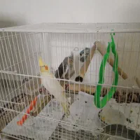 عروس هلندی ب همراه قفس