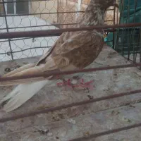 کفتر