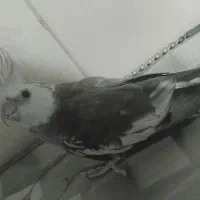 پرنده خاص بارنگی متفاوت