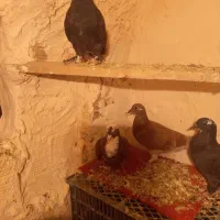 ۴عدد کفتر بفروش میرسد