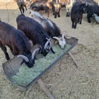 40 راس کهره نر چاق تخت