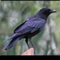 پرنده