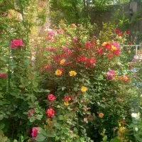 رویای-سبز-شما-باغ-ویلا1000متری-سهراب