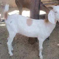 بز ابست
