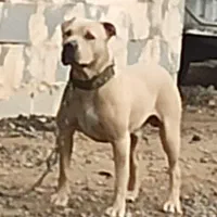 سگ بیتبول
