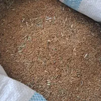 بذرعلف یونجه تخم علف
