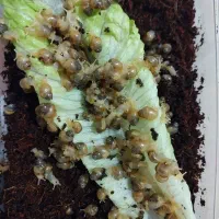 حلزون البینو