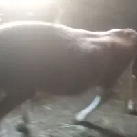 یک عدد گوساله نر  وزن بالای ۱۵۰