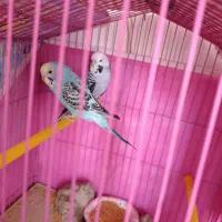 فروش یک جفت مرغ عشق انگلیسی